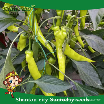 Suntoday Asian vegetable F1 Organic up yellow kamyon Capsicum annum hot pepper chilli seeds(21027)